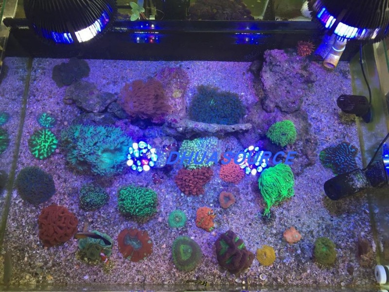 Full specturm LED Aquarium Ree - Aquarium Plant Growth Light のレビューと価格