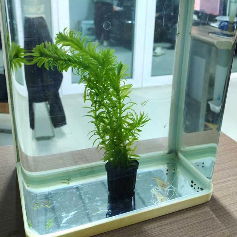 4Pcs Pet Fish Tank Landscaping - Aquarium Planted Aquarium のレビューと価格