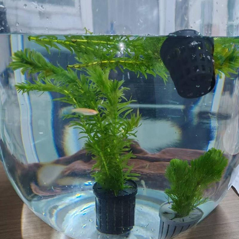 4Pcs Pet Fish Tank Landscaping - Aquarium Planted Aquarium のレビューと価格