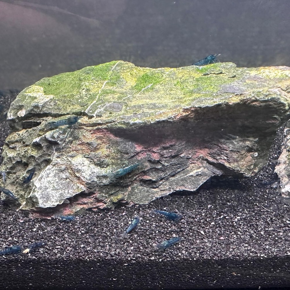Black Aquarium Sand 2lbs, Fine - Aquarium Plant Delivery のレビューと価格