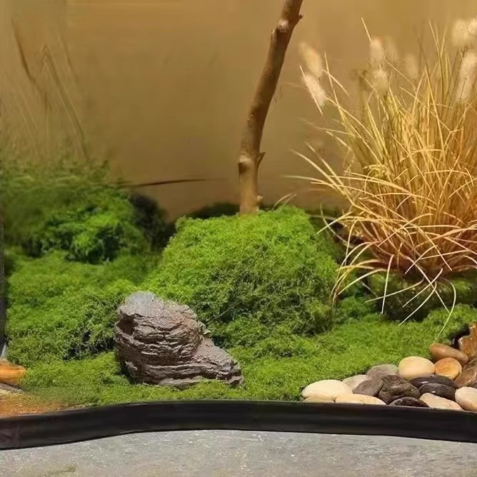 200g Eternal Life Moss DIY Cra - Aquarium Plant Root Tabs のレビューと価格