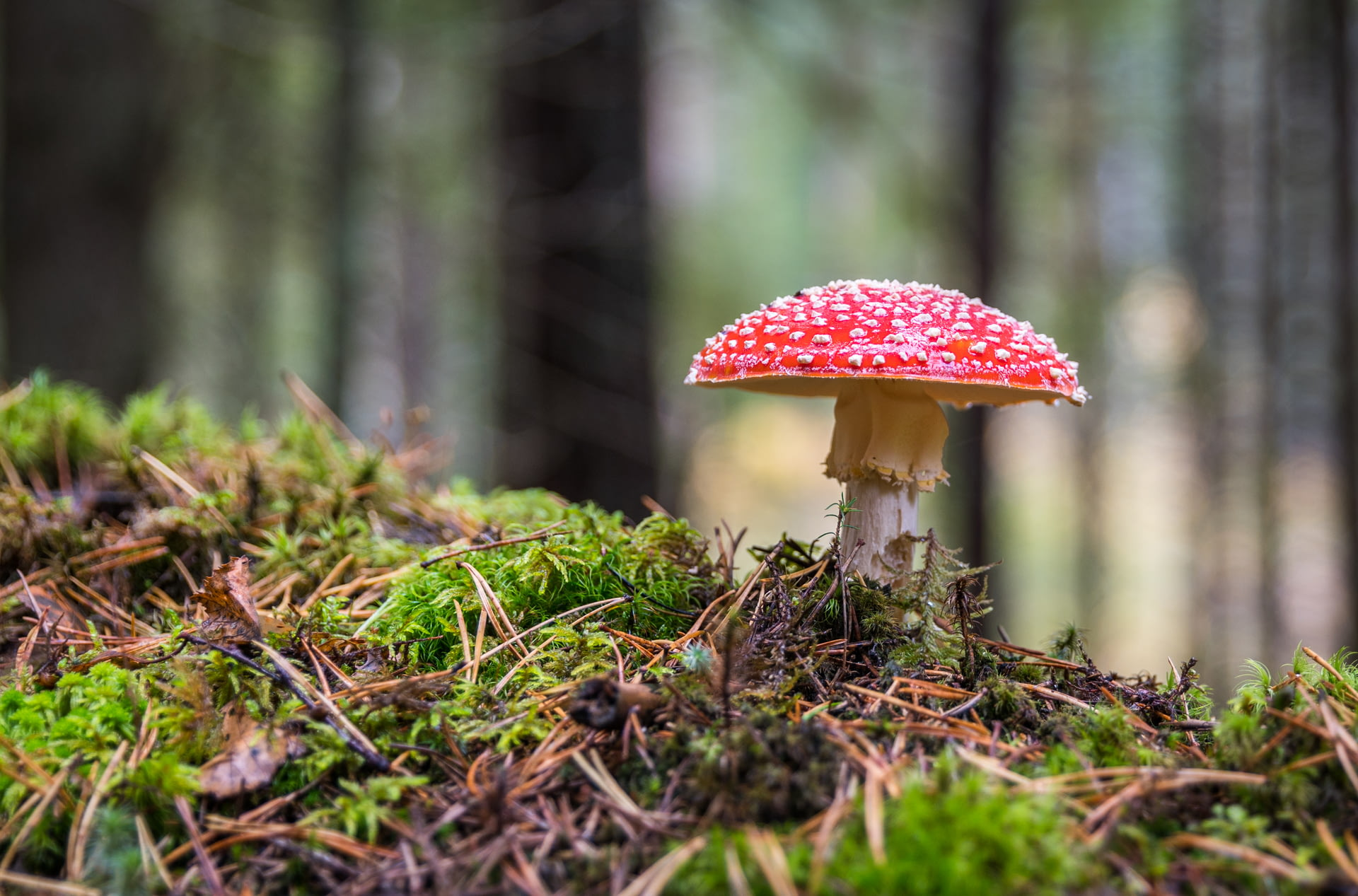 Artificial Fake Moss, Craft Mo - Aquarium Plant Root Tabs のレビューと価格