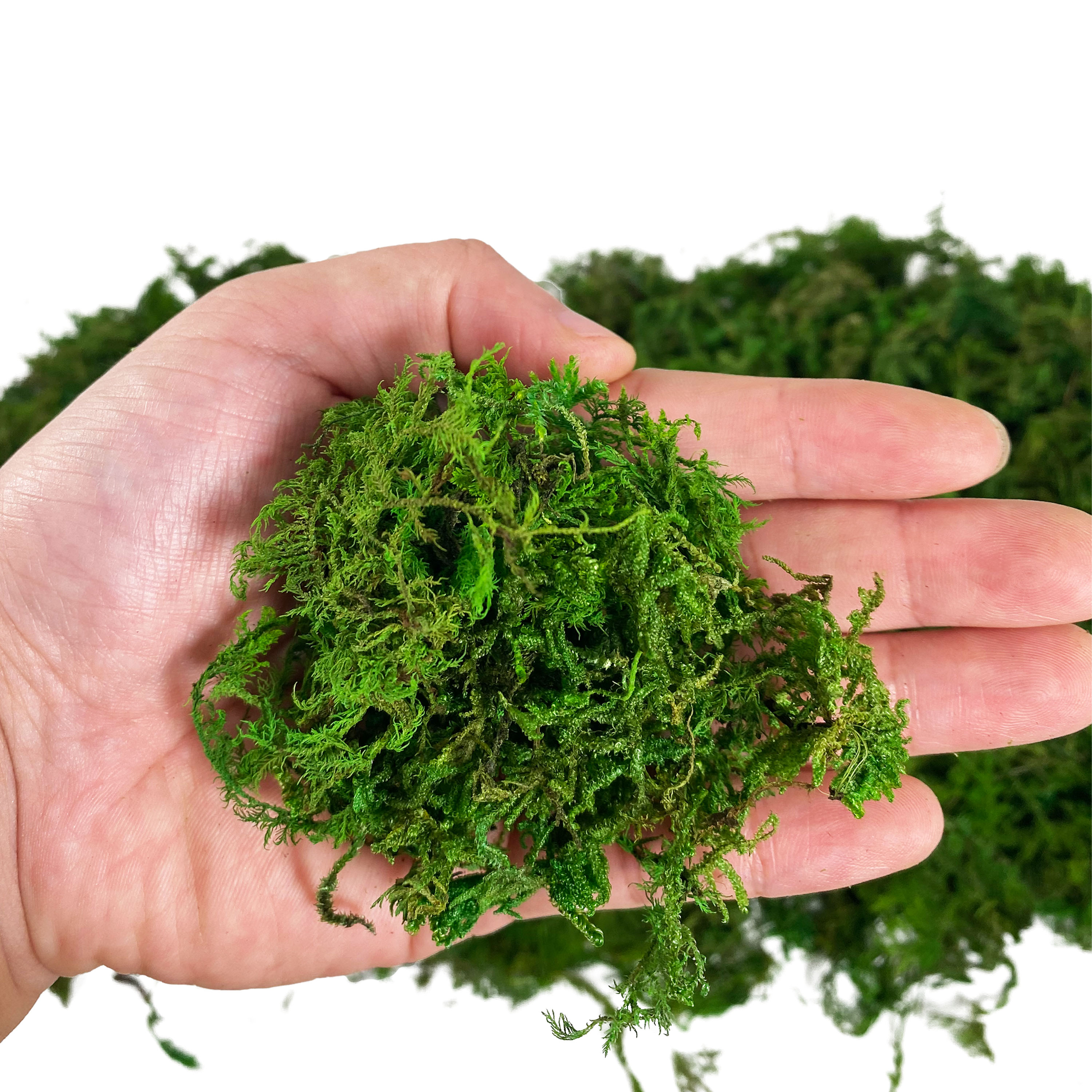 Artificial Fake Moss, Craft Mo - Aquarium Plant Root Tabs のレビューと価格