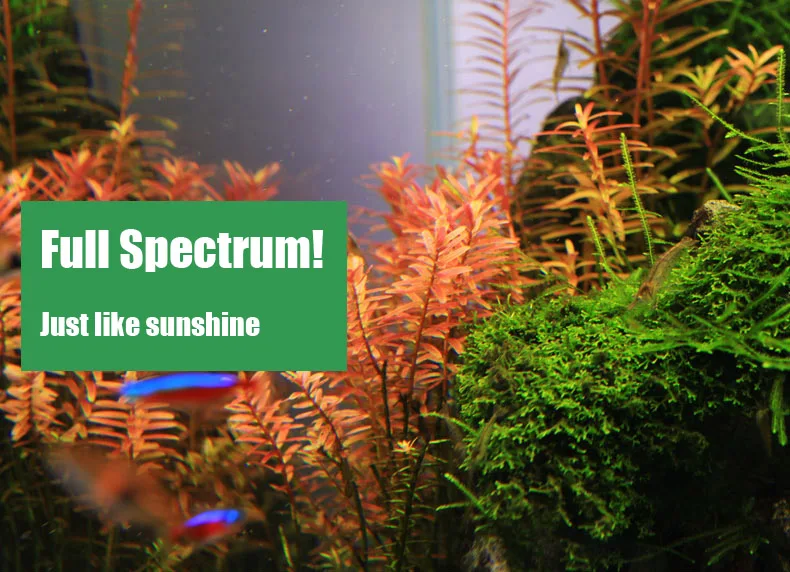 Chihiros C Series ADA Style Pl - Aquarium Plant Growth Light のレビューと価格