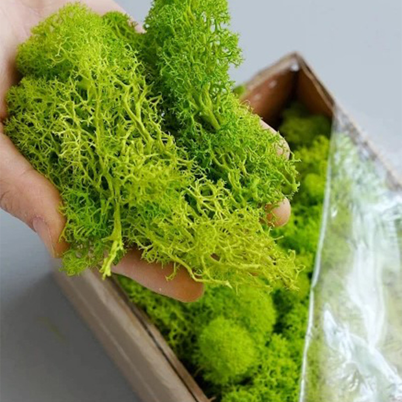 20/40/100g Eternal Life Moss D - Aquarium Plant Root Tabs のレビューと価格
