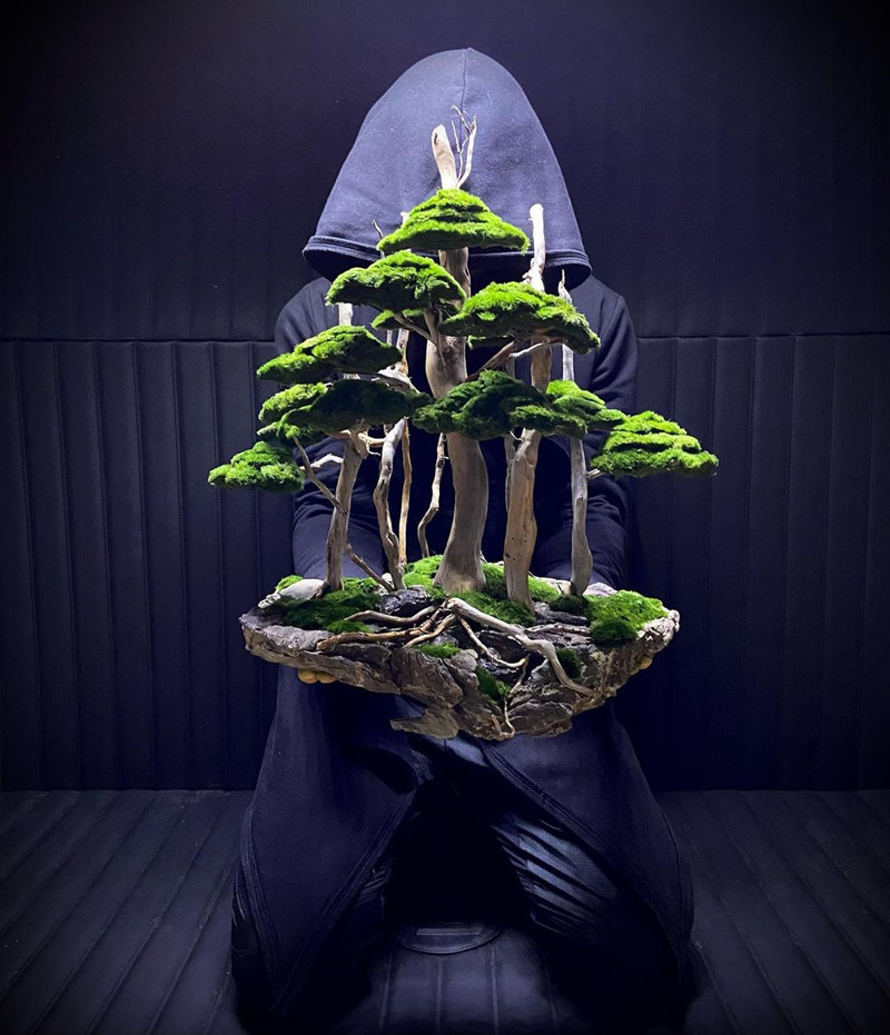 100% Handcraft Aquarium Bonsai - Aquarium Plant On Wood のレビューと価格