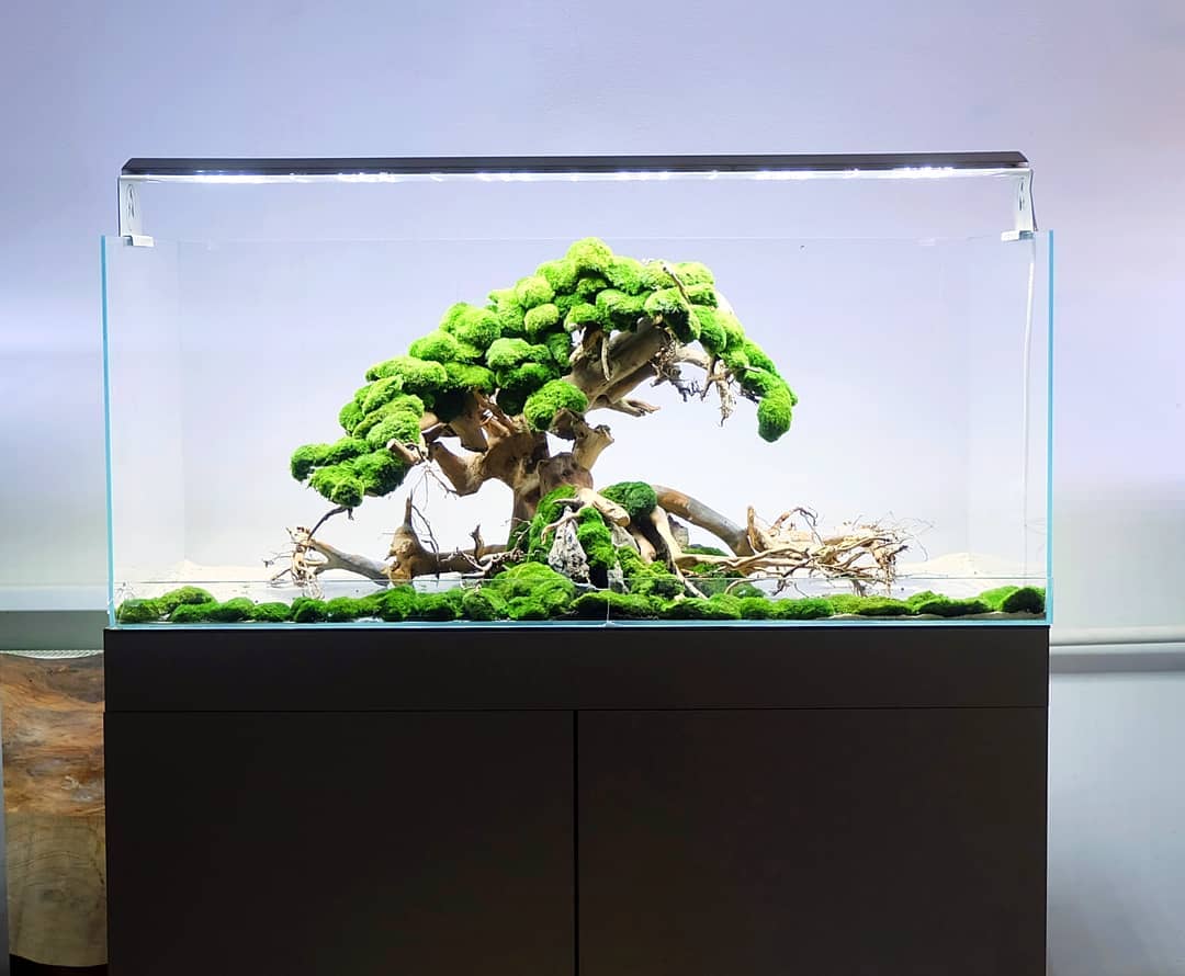 100% Handcraft Aquarium Bonsai - Aquarium Plant On Wood のレビューと価格