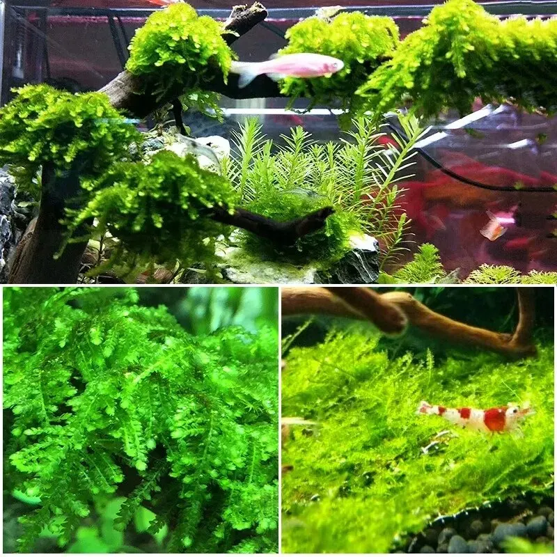 Natural Driftwood Cuckoo Roots - Aquarium Plant Root Tabs のレビューと価格