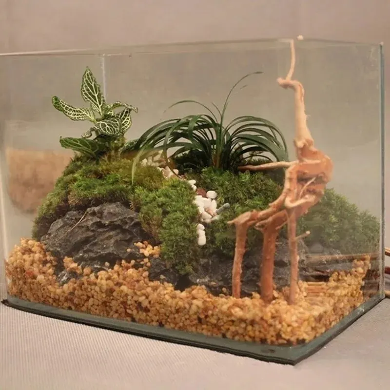 Natural Driftwood Cuckoo Roots - Aquarium Plant Root Tabs のレビューと価格