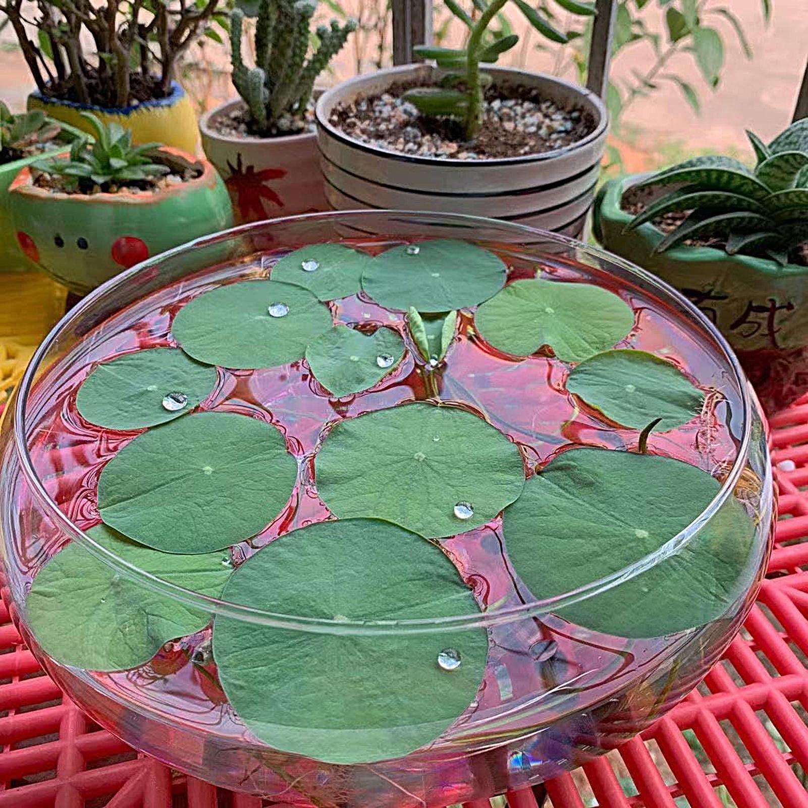 Fish Glass Bowl Glass Large Hy - Aquarium Planted Aquarium のレビューと価格