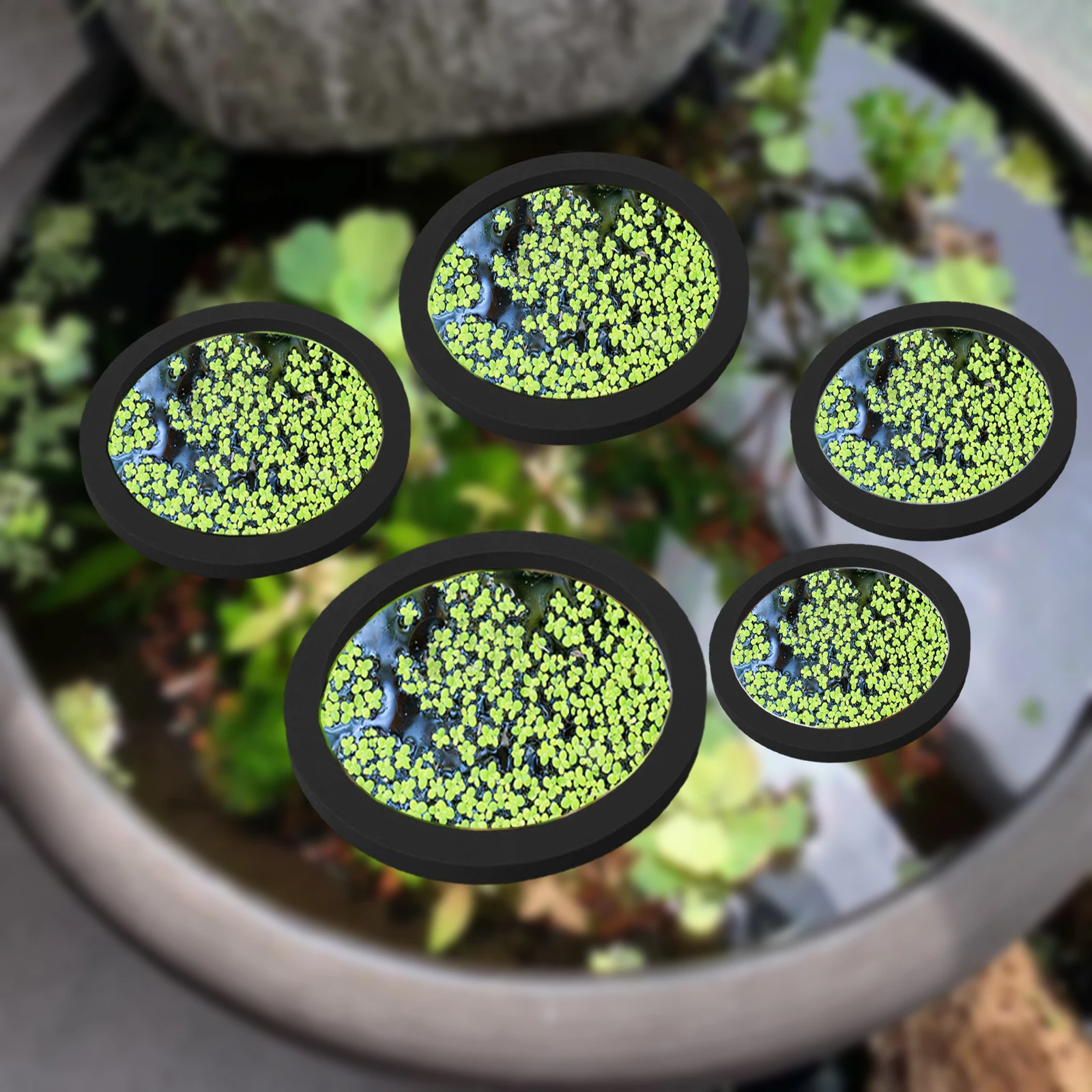 5Pcs EVA Fish Feeding Ring Aqu - Aquarium Planted Aquarium のレビューと価格