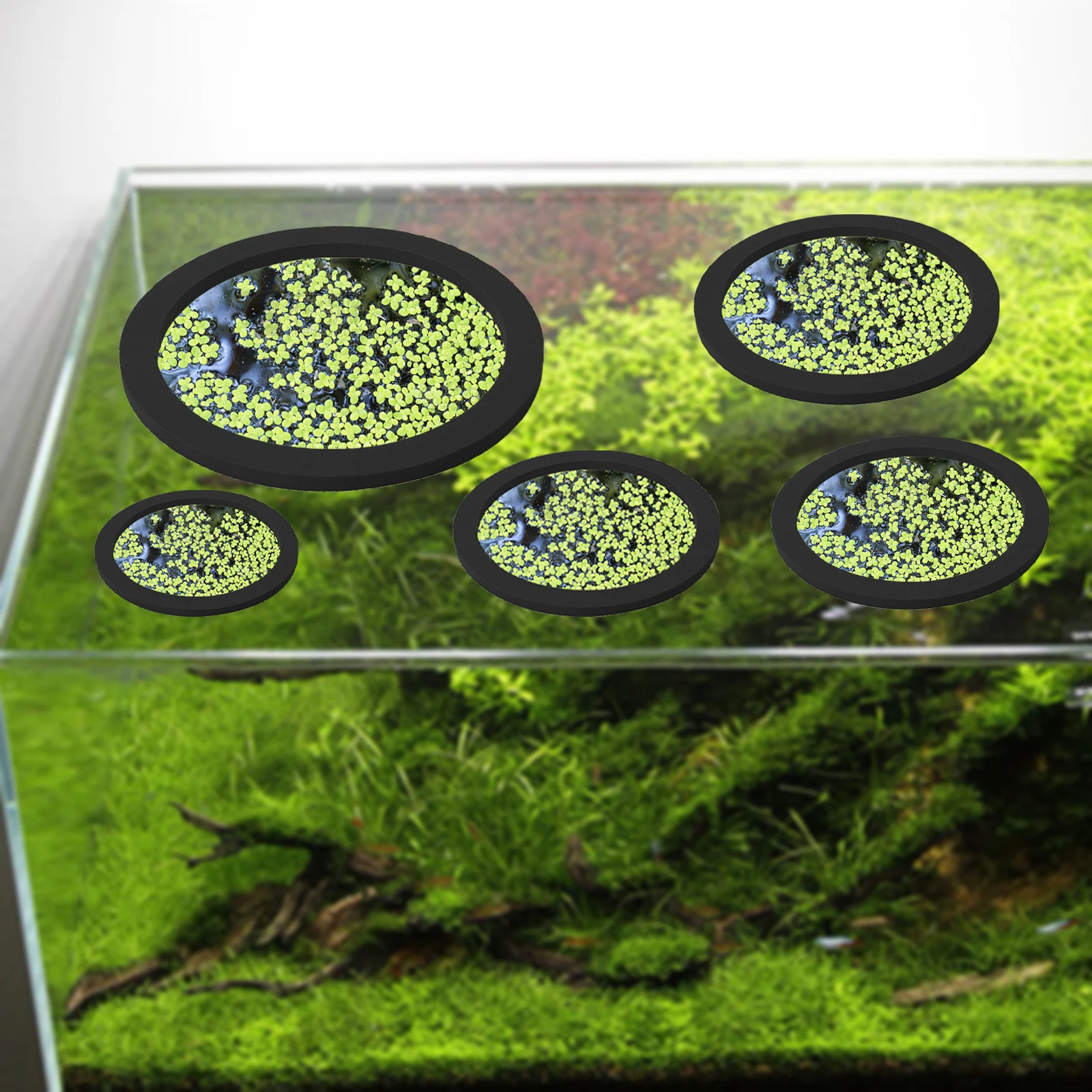 5Pcs EVA Fish Feeding Ring Aqu - Aquarium Planted Aquarium のレビューと価格