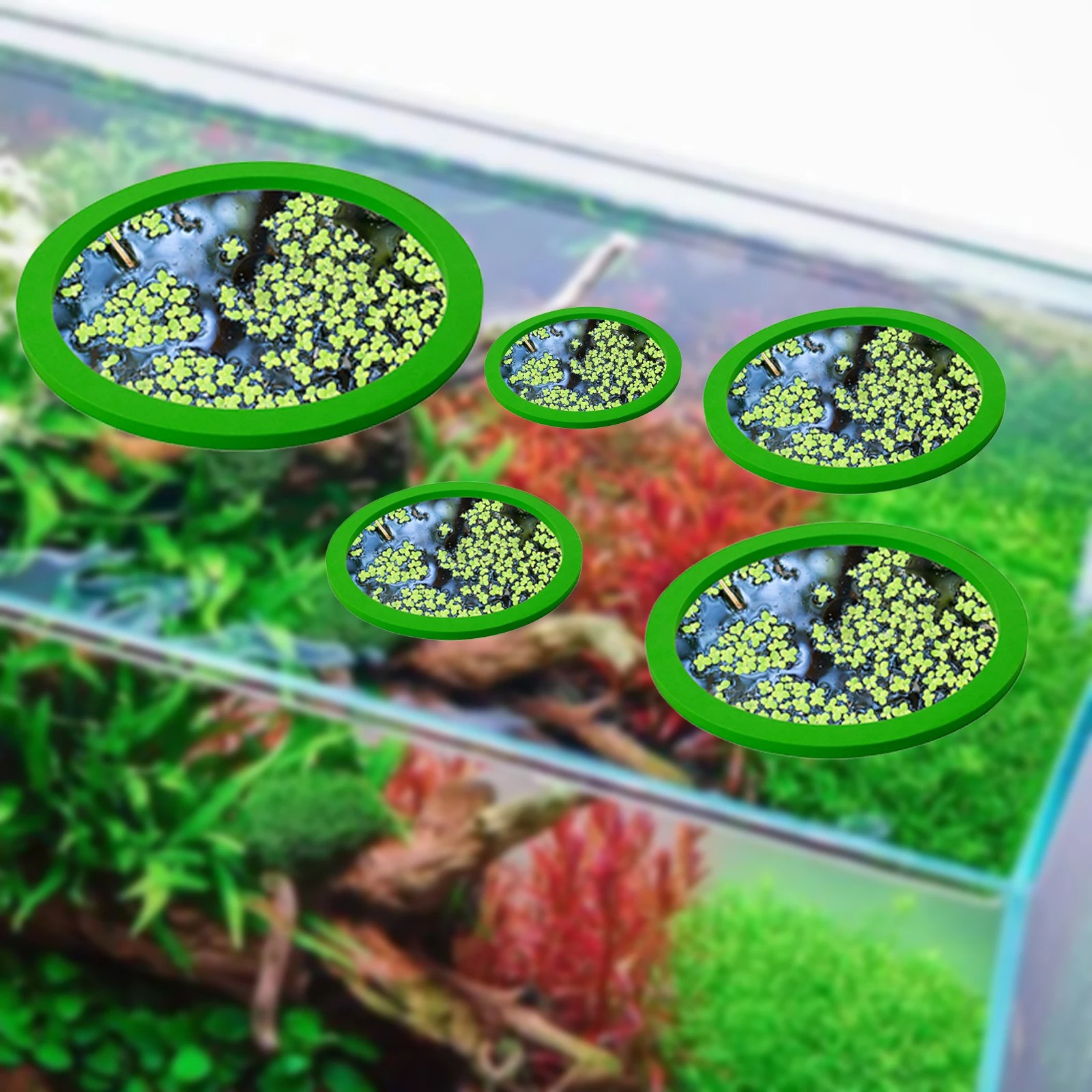 5Pcs EVA Fish Feeding Ring Aqu - Aquarium Planted Aquarium のレビューと価格