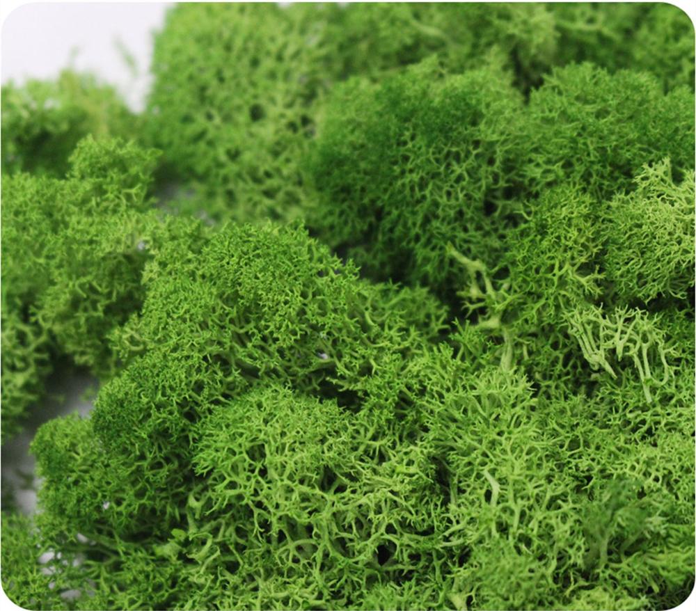 Artificial Plant Eternal Life  - Aquarium Plant Root Tabs のレビューと価格