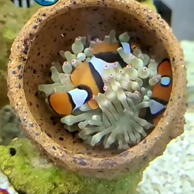 Anemone Nest Run-proof Coral J - Planted Aquarium Jar のレビューと価格