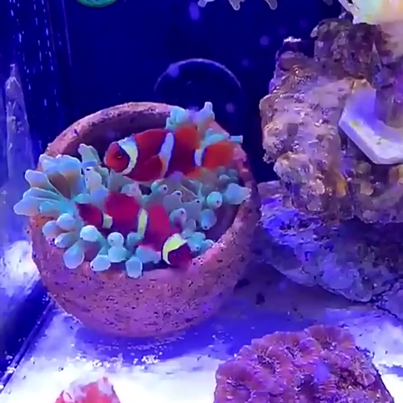 Anemone Nest Run-proof Coral J - Planted Aquarium Jar のレビューと価格
