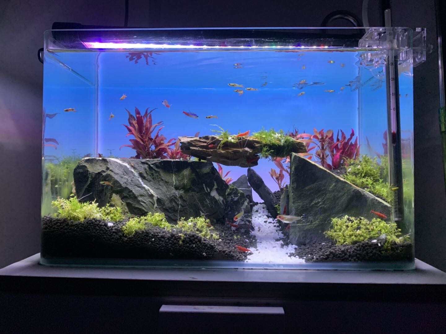 Best Selling Light Emitting Di - Planted Aquarium Best Fish のレビューと価格