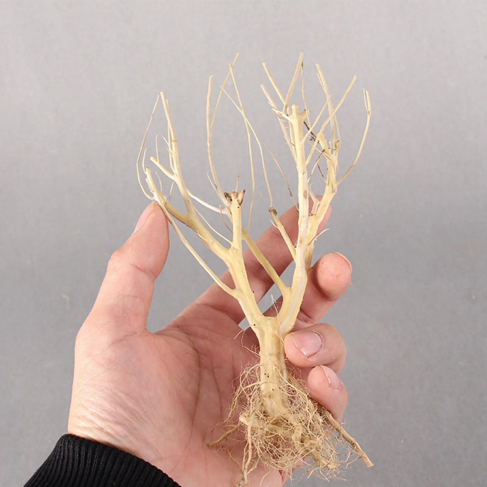 New DIY Driftwood Aquarium Mos - Aquarium Plant On Wood のレビューと価格