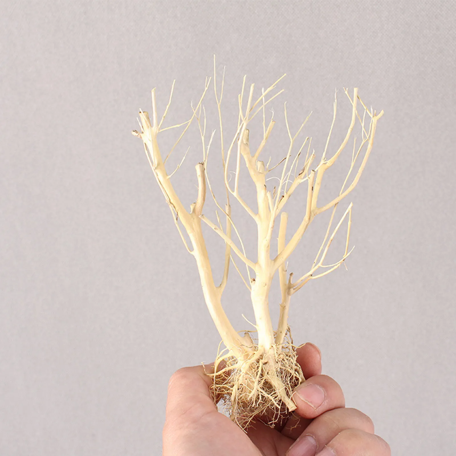 New DIY Driftwood Aquarium Mos - Aquarium Plant On Wood のレビューと価格