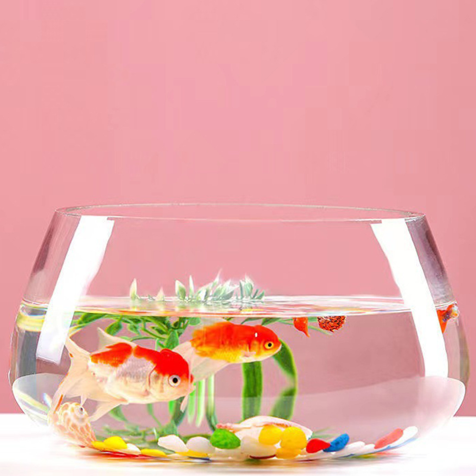 Round Mini Aquarium Transparen - Aquarium Planted Shop のレビューと価格
