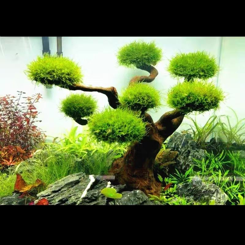 Aquarium Decoration Moss Drift - Aquarium Plant Root Tabs のレビューと価格