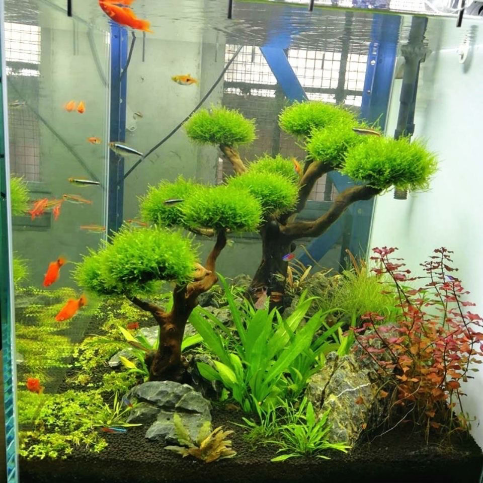 Aquarium Decoration Moss Drift - Aquarium Plant Root Tabs のレビューと価格